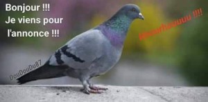 pigeon.jpg